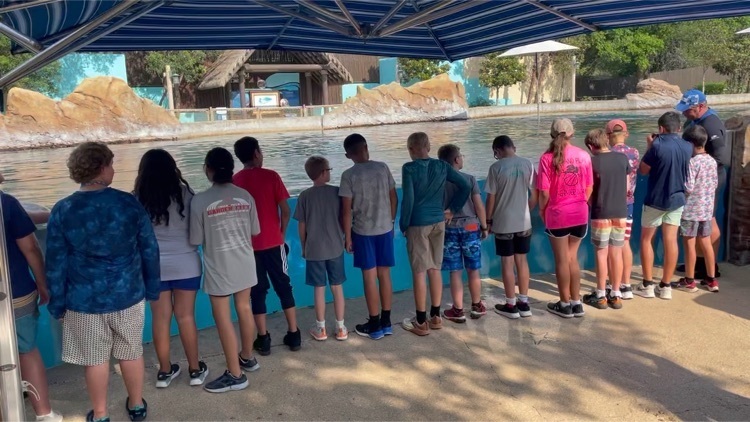 6th Grade learning about Dolphins 